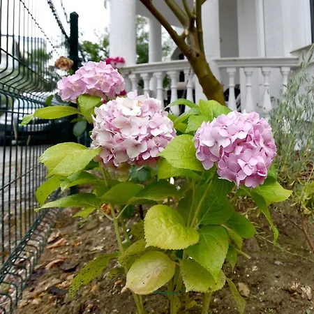 Serenity Апартаменты Голем